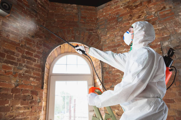 Best Commercial Mold Inspection  in Chenango Bridge, NY